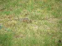 Chipmunk In The Grass