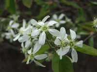 Serviceberries
