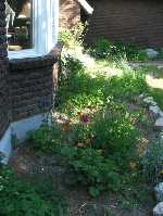 The Front Window Flower Bed