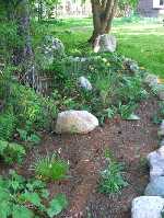 Flower Bed By The Forest