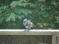 Blue Jays Coming For The Feeder