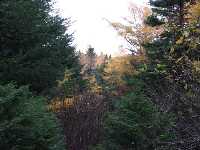 The View