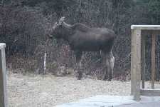 Moose At The Back Deck