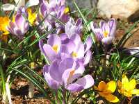 Crocus, The Harbinger of Spring