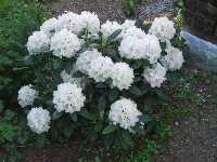 Rhodedendrons are always lovely