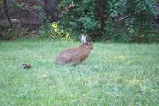 Rabbit On The Lawn